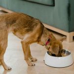 Combien de fois par jour devez-vous nourrir votre chien ?