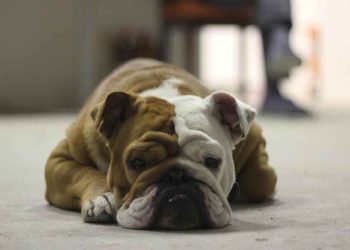 Comment savoir si votre chien s ennuie