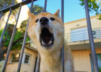 Elle ne supportait plus les aboiements des chiens des voisins