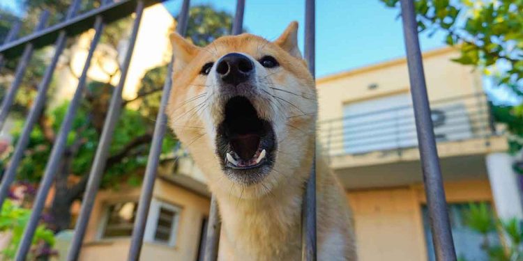 Elle ne supportait plus les aboiements des chiens des voisins