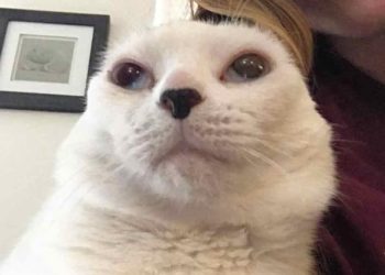 La vie du chat ne valait rien pour eux