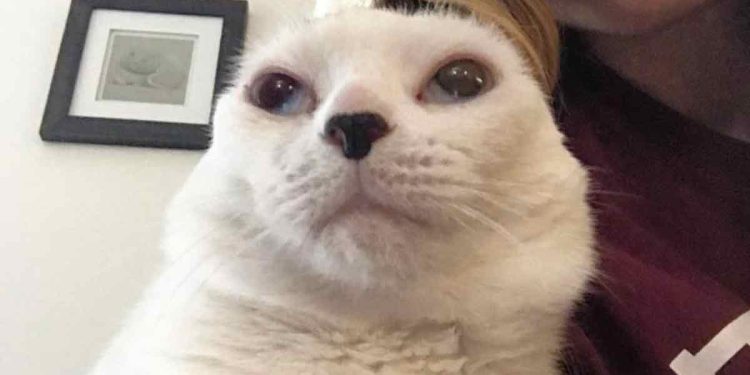 La vie du chat ne valait rien pour eux