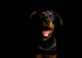 Les chiens les plus dangereux du monde