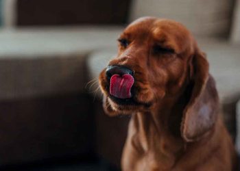 Pourquoi les chiens lèchent-ils leurs propriétaires