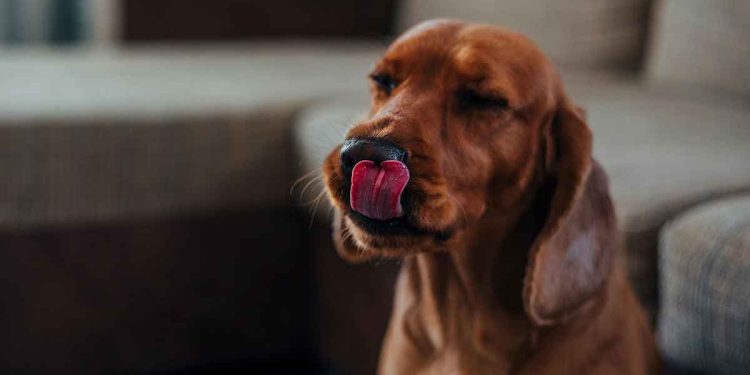 Pourquoi les chiens lèchent-ils leurs propriétaires ? 1 Pourquoi les chiens lèchent-ils leurs propriétaires