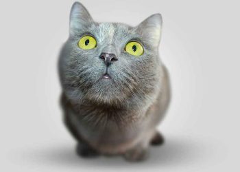 Pourquoi mon chat s assoit devant moi et me regarde