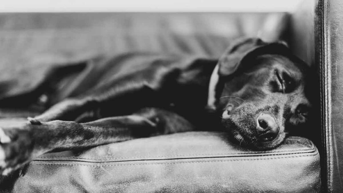 Que faire si un animal meurt à la maison