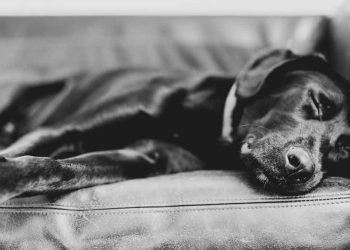 Que faire si un animal meurt à la maison ? Nous expliquons étape par étape 9 Que faire si un animal meurt à la maison