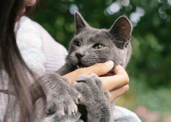 Que faire si votre chat mord et se comporte de manière agressive 10 Que faire si votre chat mord et se comporte de manière agressive