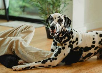 Races de chiens qui ne sentent pas le chien