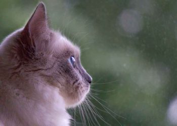 beau chat motif visage