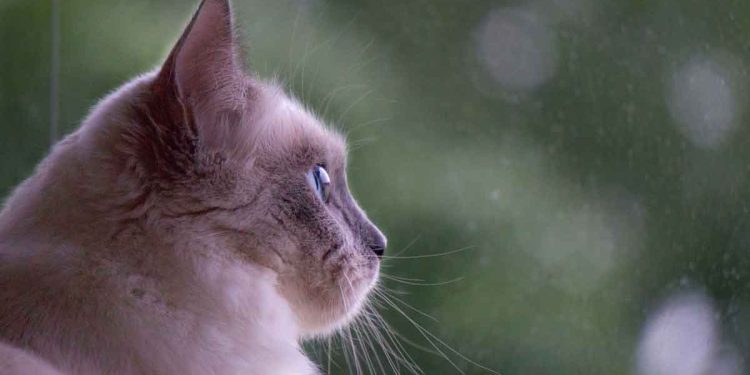 Un beau chat croupit dans un refuge. Les chances d'adoption sont ruinées par le motif sur son visage 1 beau chat motif visage