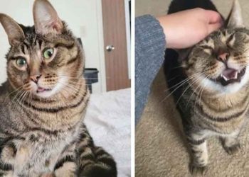 chat atteint difformité faciale star réseaux sociaux