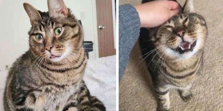 Ce chat atteint d'une difformité faciale est désormais une star des réseaux sociaux 1 chat atteint difformité faciale star réseaux sociaux