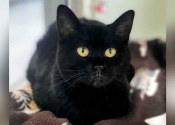 chat noir attend refuge depuis 593