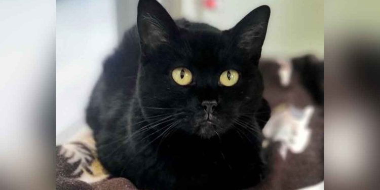 chat noir attend refuge depuis 593