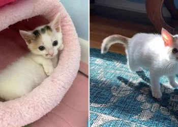 chaton trois pattes surprend tout le monde
