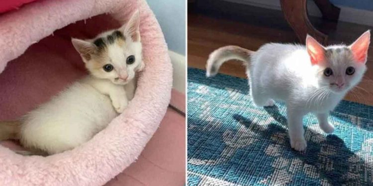 chaton trois pattes surprend tout le monde