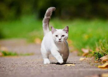 chats à pattes courtes