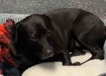 chien a attendu 900 jours au refuge