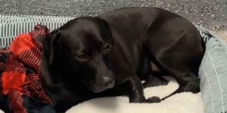 chien a attendu 900 jours au refuge