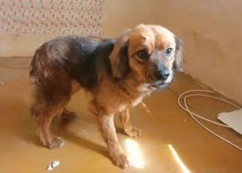 chien au cœur brisé refuse quitter maison