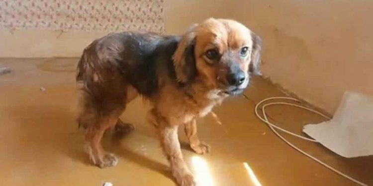 Un chien au cœur brisé refuse de quitter la maison après le décès de son propriétaire – vidéo 1 chien au cœur brisé refuse quitter maison