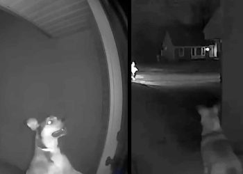 chien s échappe hôtel rentre chez lui