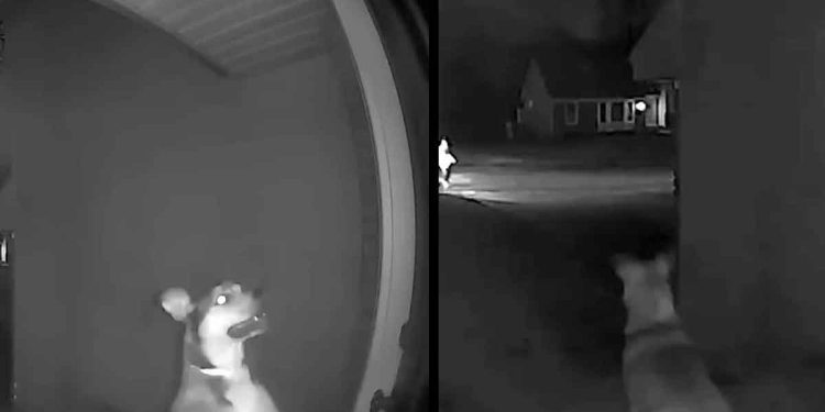 chien s échappe hôtel rentre chez lui