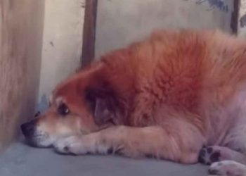 cœur brisé vaincu chien pas bouger coin