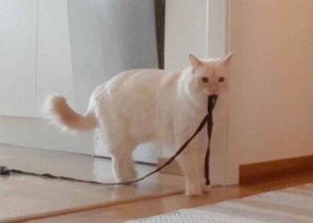 comportement chat absence propriétaire a attristé les internautes