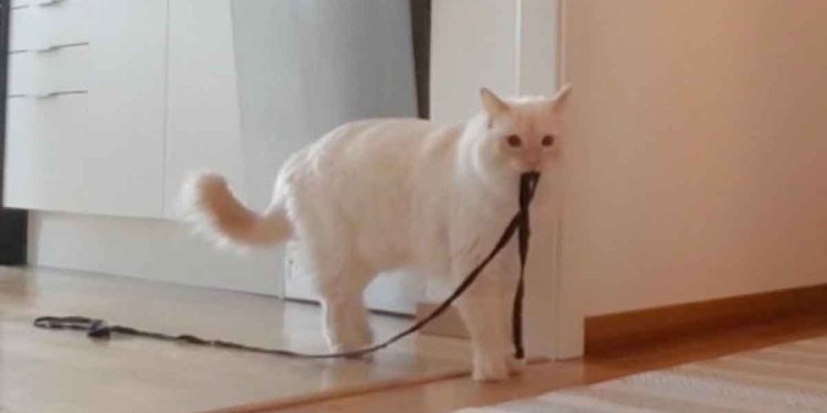 Le comportement du chat en l'absence de sa propriétaire a attristé les internautes. Tout a été enregistré 1 comportement chat absence propriétaire a attristé les internautes