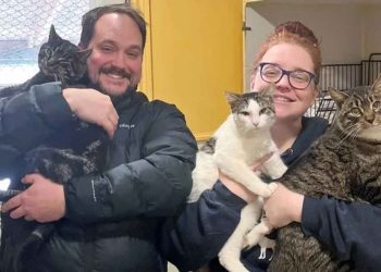 couple rendu refuge adopter chat ressort avec trois