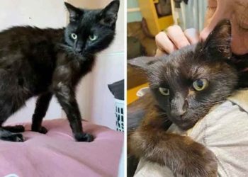 femme retrouve chat disparu depuis huit mois