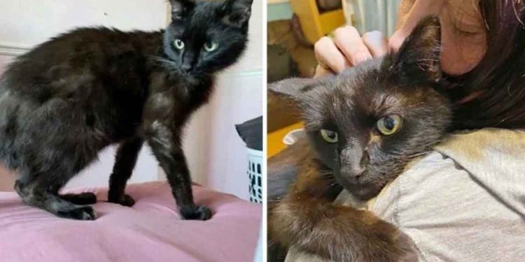 Une femme retrouve son chat disparu depuis huit mois après avoir reconnu son miaulement au téléphone 1 femme retrouve chat disparu depuis huit mois