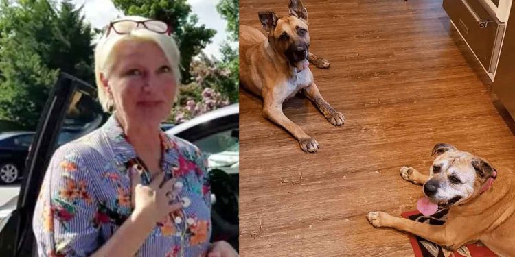 femme visite refuge ramener chiens âgés