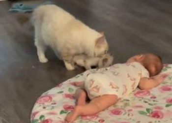 maman chat a amené son chaton a la rencontre du bébé nouveau-né