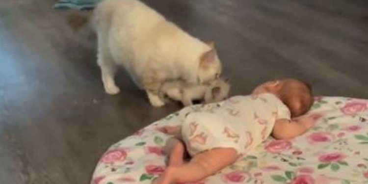 maman chat a amené son chaton a la rencontre du bébé nouveau-né