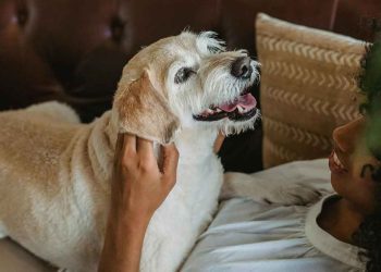 signes chien heureux