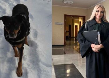 tribunal réexaminer cas chien refuge adopté donneur organes