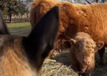 veau ne voulait pas jouer avec les autres vaches