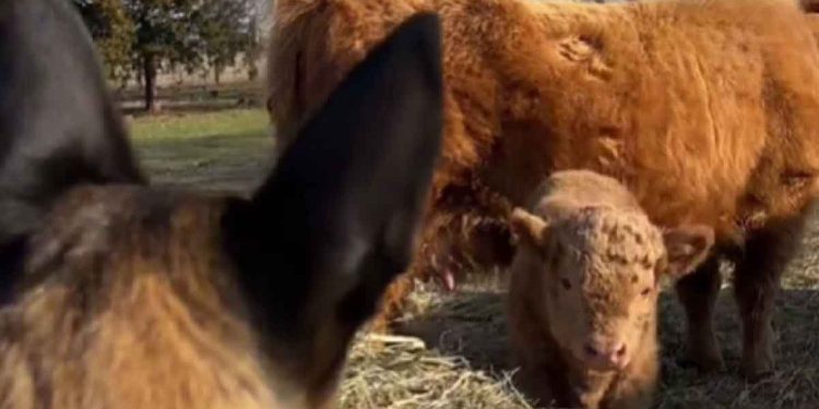 veau ne voulait pas jouer avec les autres vaches