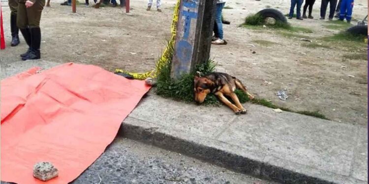 Il est mort en promenant son chien. Le chien ne l'a pas quitté d'un seul pas