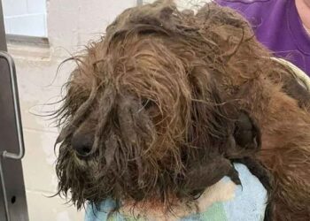 Il était tellement sale que je l'ai nettoyé et poli.