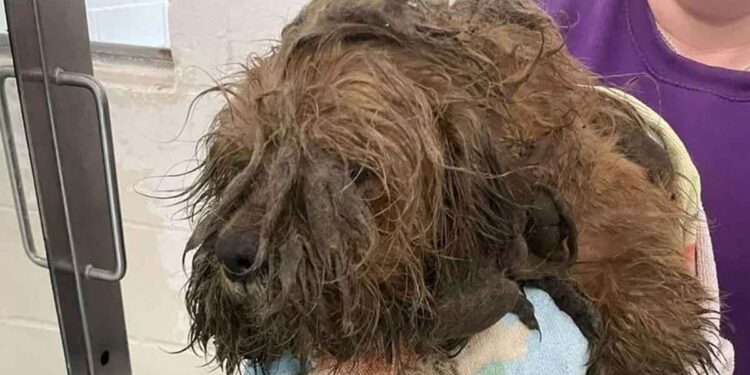 Il était tellement sale que je l'ai nettoyé et poli... un chien abandonné qui montre son « charme caché » 1 Il était tellement sale que je l'ai nettoyé et poli.