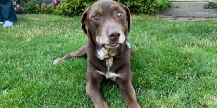 Ils ont adopté un vieux chien malade. Après 28 jours, ils ont dû se dire au revoir 1 Ils ont adopté un vieux chien malade. Après 28 jours, ils ont dû se dire au revoir