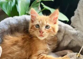 Ils ont sauvé un chaton sans abri. Son comportement étrange a été rapidement expliqué par le vétérinaire