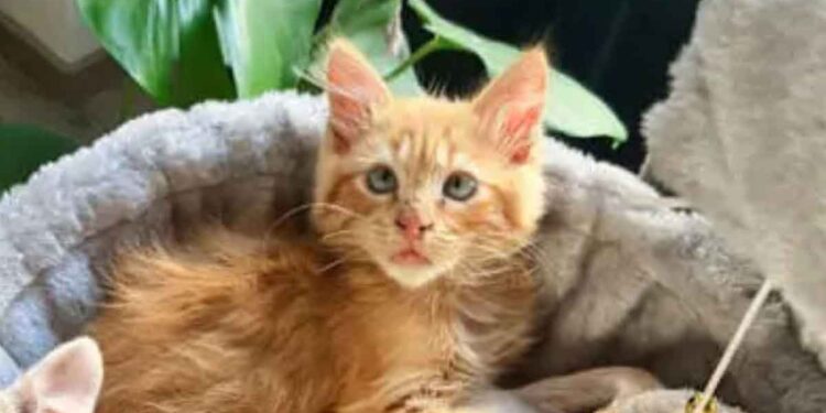 Ils ont sauvé un chaton sans abri. Son comportement étrange a été rapidement expliqué par le vétérinaire