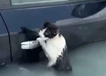 Inondations à Dubaï chat trempé battu pour survivre