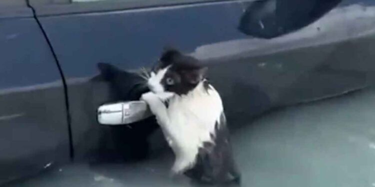 Inondations à Dubaï chat trempé battu pour survivre